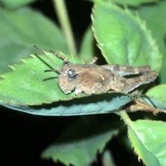 Phaulacridium vittatum at Aranda, ACT - 30 Nov 2019 09:49 PM