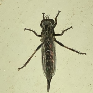 Cerdistus sp. (genus) at Aranda, ACT - 30 Nov 2019 09:45 PM