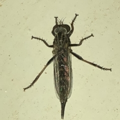 Cerdistus sp. (genus) (Yellow Slender Robber Fly) at Aranda, ACT - 30 Nov 2019 by Jubeyjubes