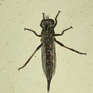Cerdistus sp. (genus) at Aranda, ACT - 30 Nov 2019