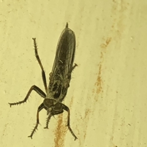 Cerdistus sp. (genus) at Aranda, ACT - 30 Nov 2019