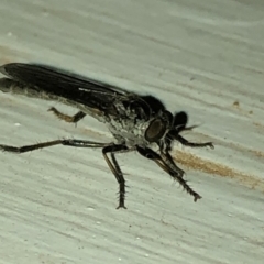 Cerdistus sp. (genus) at Aranda, ACT - 30 Nov 2019 09:45 PM