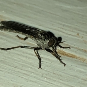 Cerdistus sp. (genus) at Aranda, ACT - 30 Nov 2019 09:45 PM