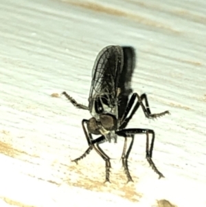 Cerdistus sp. (genus) at Aranda, ACT - 30 Nov 2019