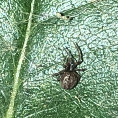 Euryopis sp. (genus) at Aranda, ACT - 30 Nov 2019 by Jubeyjubes