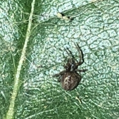 Euryopis sp. (genus) at Aranda, ACT - 30 Nov 2019 by Jubeyjubes