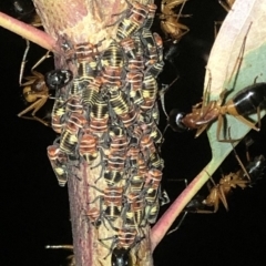 Eurymeloides pulchra at Aranda, ACT - 30 Nov 2019