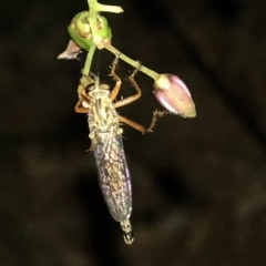 Cerdistus sp. (genus) (Yellow Slender Robber Fly) at Aranda, ACT - 30 Nov 2019 by Jubeyjubes