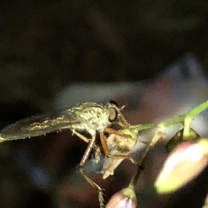 Cerdistus sp. (genus) at Aranda, ACT - 30 Nov 2019