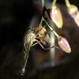 Cerdistus sp. (genus) at Aranda, ACT - 30 Nov 2019 09:27 PM