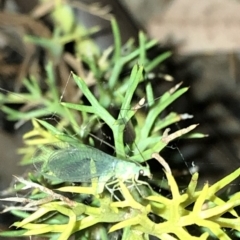 Chrysopidae sp. (family) (Unidentified Green lacewing) at Aranda, ACT - 30 Nov 2019 by Jubeyjubes