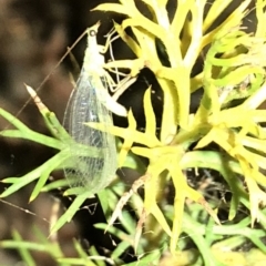 Chrysopidae (family) at Aranda, ACT - 30 Nov 2019