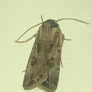 Agrotis munda at Aranda, ACT - 30 Nov 2019 09:12 PM