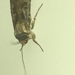 Agrotis munda at Aranda, ACT - 30 Nov 2019 09:12 PM