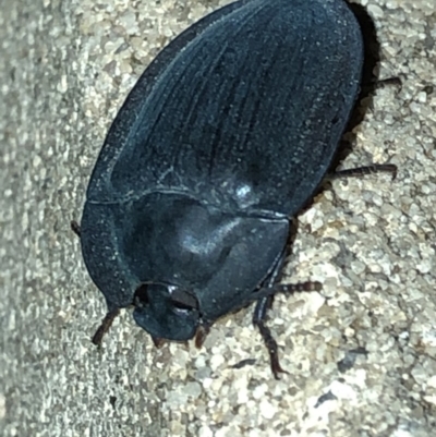 Pterohelaeus piceus (Pie-dish beetle) at Aranda, ACT - 30 Nov 2019 by Jubeyjubes