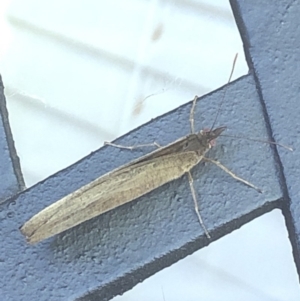 Heteronympha merope at Aranda, ACT - 30 Nov 2019 06:36 PM