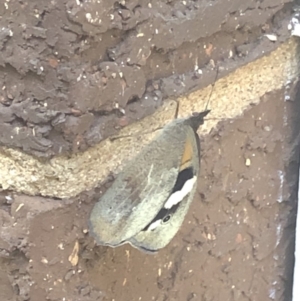 Heteronympha merope at Aranda, ACT - 30 Nov 2019