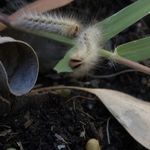 Anthela (genus) immature at Aranda, ACT - 30 Nov 2019