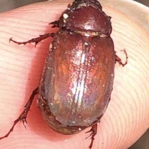 Melolonthinae sp. (subfamily) at Aranda, ACT - 30 Nov 2019