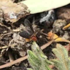 Bibio imitator (Garden maggot) at Aranda, ACT - 30 Nov 2019 by Jubeyjubes