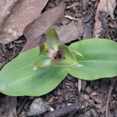 Chiloglottis valida (Large Bird Orchid) at Cotter River, ACT - 31 Oct 2019 by KenT