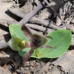 Chiloglottis valida at Cotter River, ACT - 31 Oct 2019