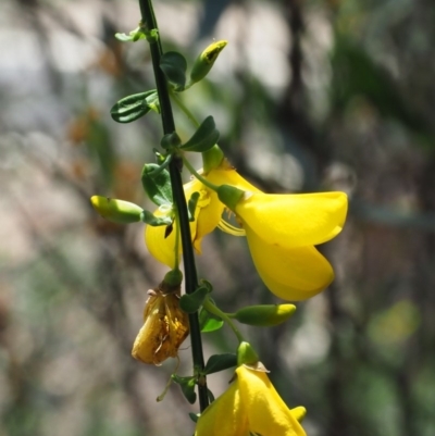 Cytisus scoparius subsp. scoparius (Scotch Broom, Broom, English Broom) at Cotter River, ACT - 31 Oct 2019 by KenT