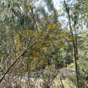 Cytisus scoparius subsp. scoparius at Cotter River, ACT - 31 Oct 2019
