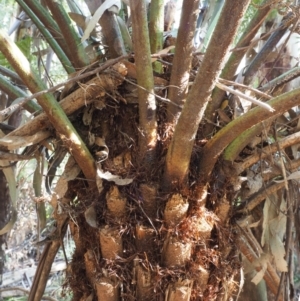 Cyathea australis subsp. australis at Coree, ACT - suppressed