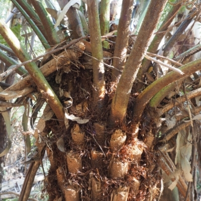 Cyathea australis subsp. australis (Rough Tree Fern) at Coree, ACT - 31 Oct 2019 by KenT