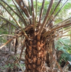 Cyathea australis subsp. australis at Coree, ACT - suppressed