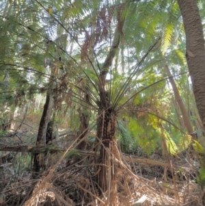 Cyathea australis subsp. australis at Coree, ACT - suppressed