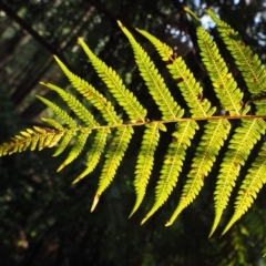 Cyathea australis subsp. australis at Coree, ACT - suppressed