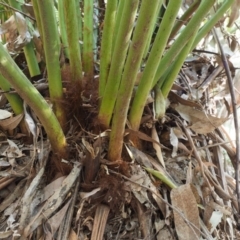 Dicksonia antarctica (Soft Treefern) at Coree, ACT - 30 Oct 2019 by KenT