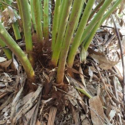 Dicksonia antarctica (Soft Treefern) at Coree, ACT - 30 Oct 2019 by KenT