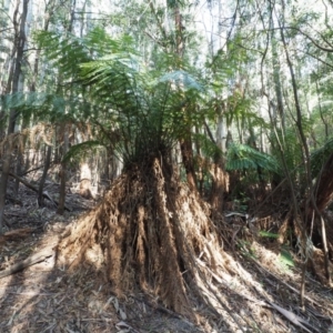 Dicksonia antarctica at Coree, ACT - suppressed