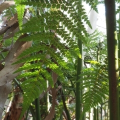 Dicksonia antarctica at Coree, ACT - 31 Oct 2019