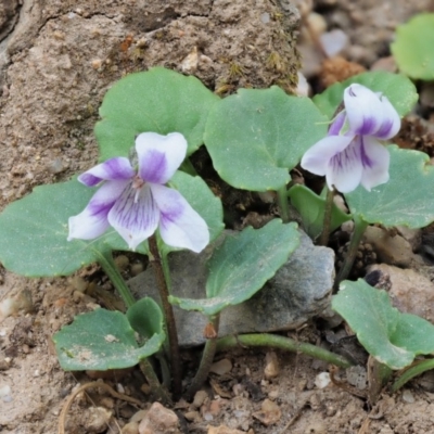 Viola hederacea (Ivy-leaved Violet) at Coree, ACT - 30 Oct 2019 by KenT