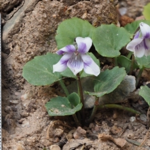 Viola hederacea at Coree, ACT - 31 Oct 2019