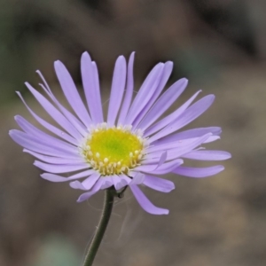 Brachyscome spathulata at Coree, ACT - 28 Nov 2019