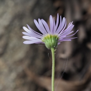 Brachyscome spathulata at Coree, ACT - 28 Nov 2019