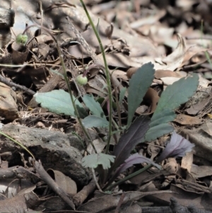 Brachyscome spathulata at Coree, ACT - 28 Nov 2019