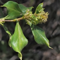 Coprosma hirtella (Currant Bush) at Blue Range - 28 Nov 2019 by KenT