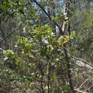 Coprosma hirtella at Coree, ACT - 28 Nov 2019