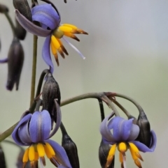 Dianella tasmanica (Tasman Flax Lily) at Coree, ACT - 28 Nov 2019 by KenT