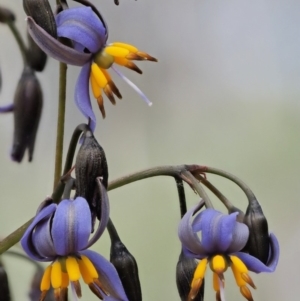 Dianella tasmanica at Coree, ACT - 28 Nov 2019