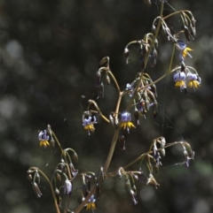 Dianella tasmanica at Coree, ACT - 28 Nov 2019