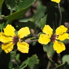 Goodenia hederacea subsp. alpestris at Coree, ACT - 27 Nov 2019 by KenT