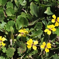 Goodenia hederacea subsp. alpestris at Coree, ACT - 28 Nov 2019 10:51 AM