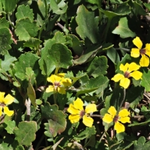 Goodenia hederacea subsp. alpestris at Coree, ACT - 28 Nov 2019